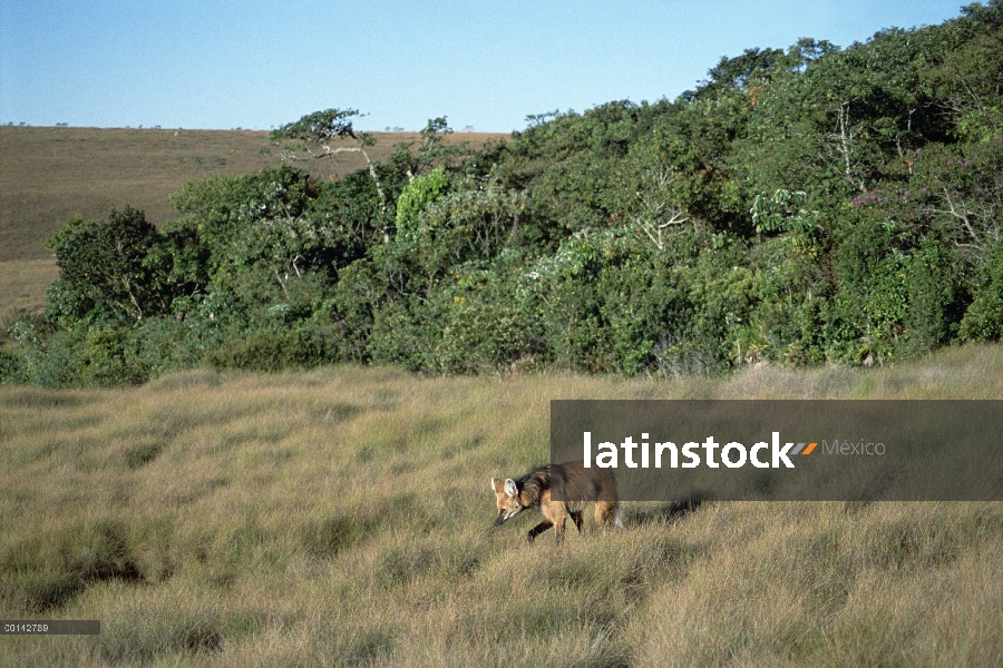 Lobo de crin (Chrysocyon brachyurus) patrullando el territorio inmenso en Cerrado pradera habitat, P