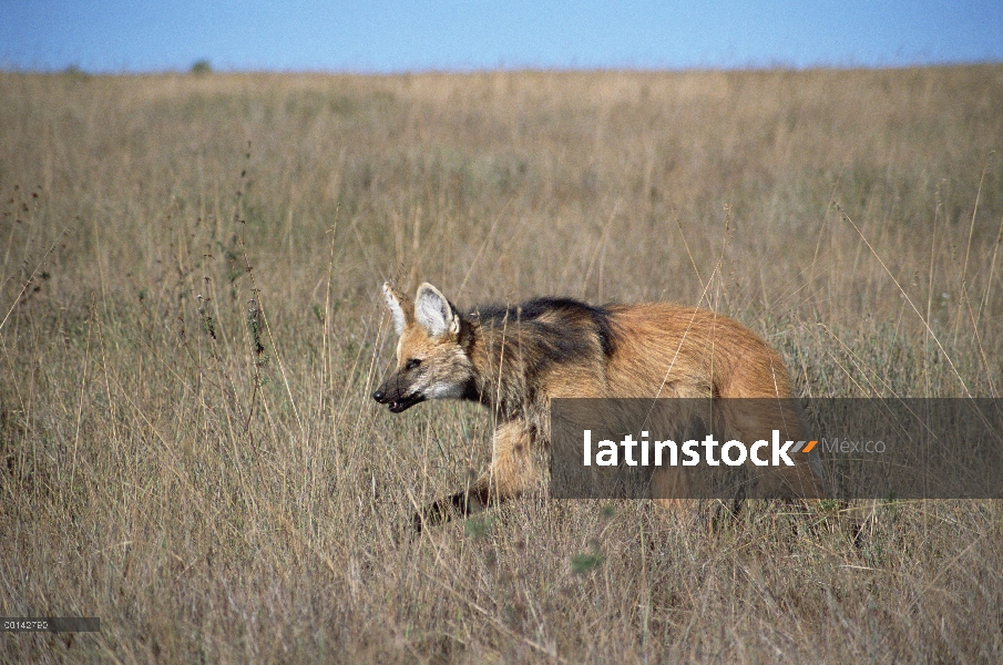 Crin cazador solitario lobo (Brachyurus de Chrysocyon) de Cerrado pradera habitat, Parque Nacional S