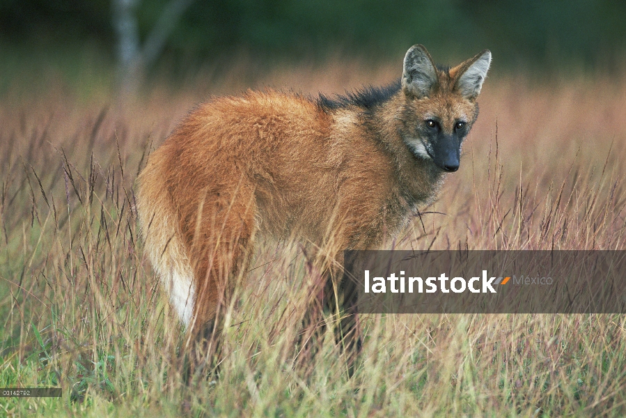 Crin cazador solitario lobo (Brachyurus de Chrysocyon) de Cerrado pradera habitat, Parque Nacional S