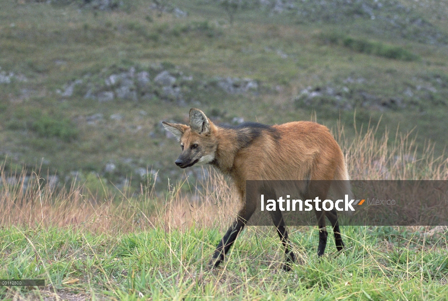 Crin cazador solitario lobo (Brachyurus de Chrysocyon) de Cerrado pradera habitat, Parque Nacional S