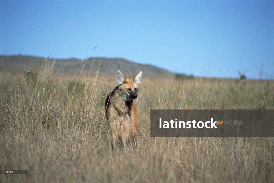 Crin cazador solitario lobo (Brachyurus de Chrysocyon) de Cerrado pradera habitat, Parque Nacional S