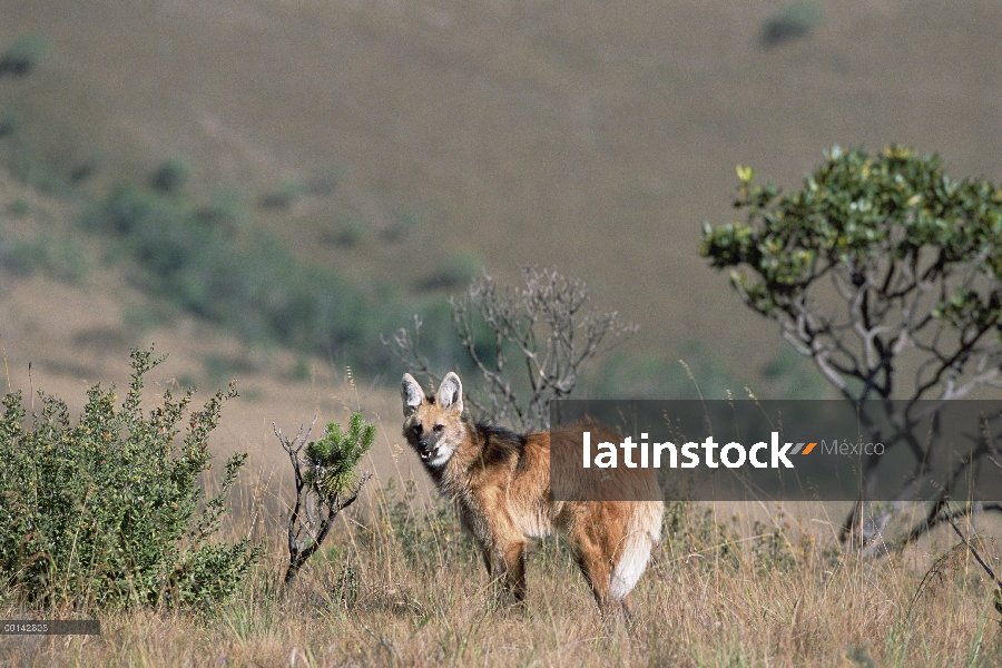 Crin cazador solitario lobo (Brachyurus de Chrysocyon) de Cerrado pradera habitat, Parque Nacional S