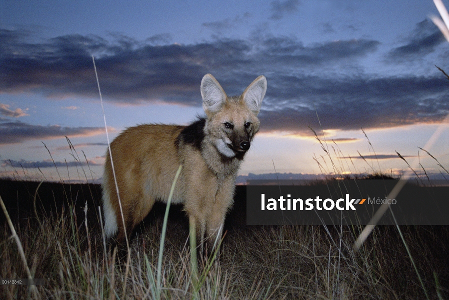 Lobo de crin (Chrysocyon brachyurus) principalmente nocturno, salir a cazar al anochecer, Parque Nac