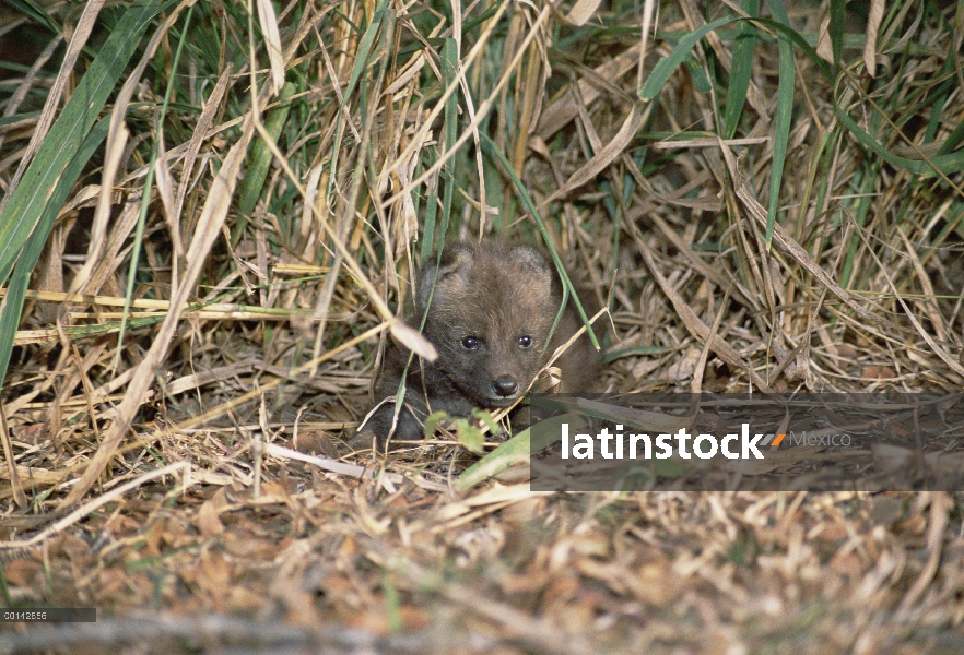 Crin pup 34 viejo lobo (Brachyurus de Chrysocyon) empieza a explorar su entorno, parque zoológico de