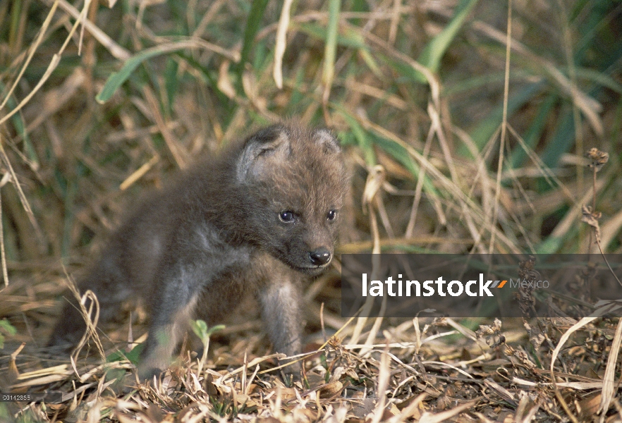 Crin pup 34 viejo lobo (Brachyurus de Chrysocyon) empieza a explorar su entorno, parque zoológico de