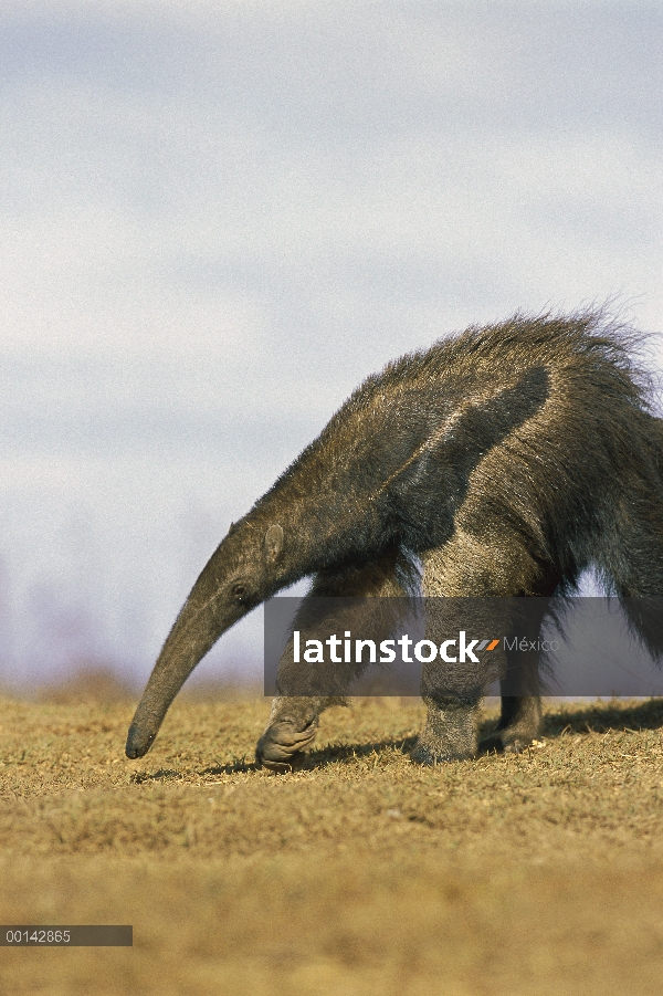 Oso hormiguero gigante (Myrmecophaga tridactyla) alimentándose de hormigas y termitas en hábitat de 