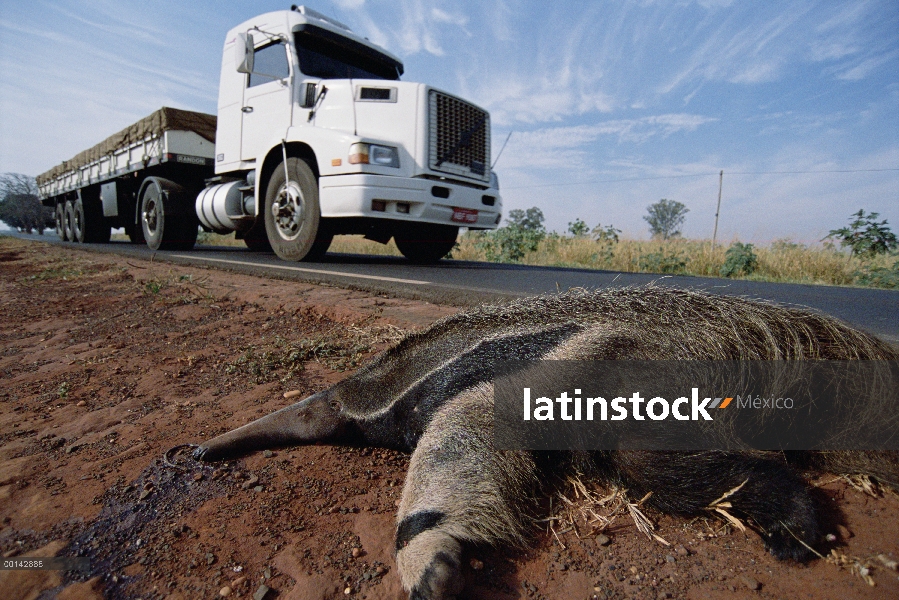 Víctimas de atropellamientos oso hormiguero (Myrmecophaga tridactyla) gigante debido al tráfico en l