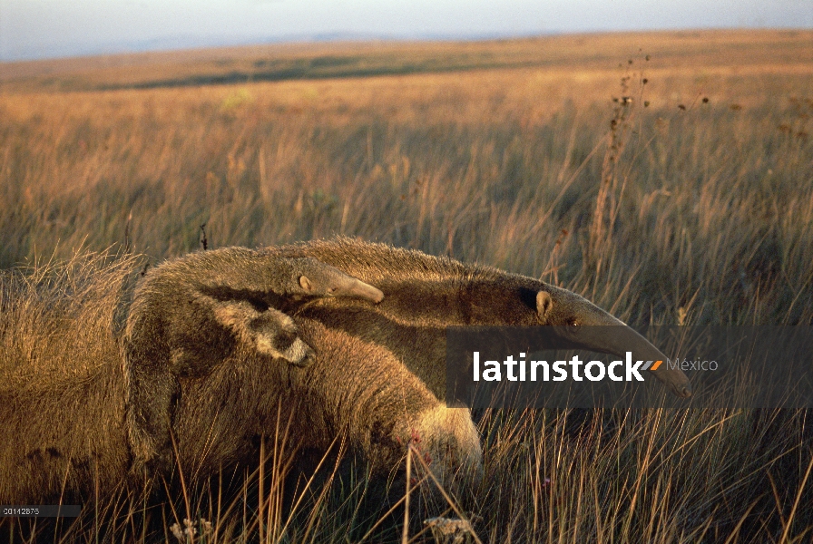 Gigante oso hormiguero (Myrmecophaga tridactyla) la madre llevando a joven en su espalda, alimentaci