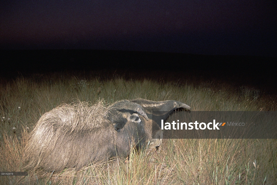 Gigante oso hormiguero (Myrmecophaga tridactyla) la madre llevando a joven en su espalda, alimentaci