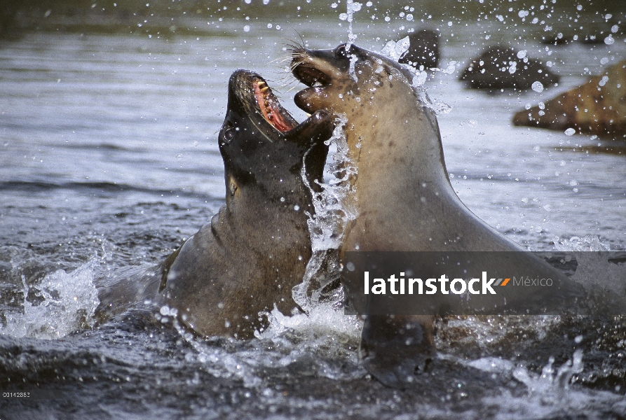 León de mar de Hooker (Hookeri de Phocarctos) vaca sparring con Torete, Puerto de la perseverancia, 