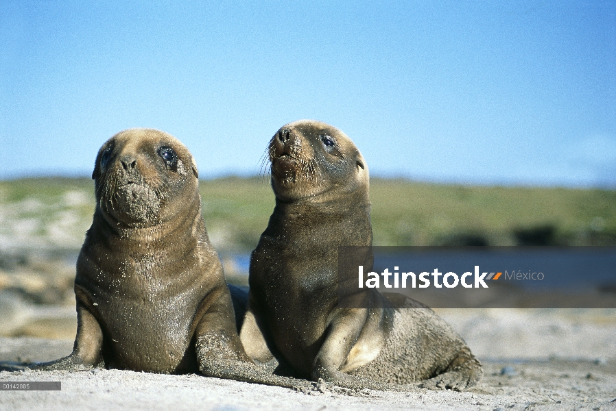 Mar León (Hookeri de Phocarctos) dos jóvenes cachorros de Hooker de reproducción, Enderby Island, Is