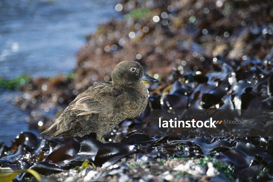 Auckland isla Flightless pato (Anas aucklandica) alimentándose en la cama de algas en marea baja, is