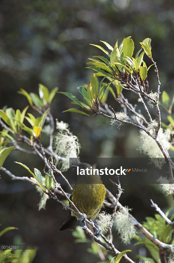 Hombre de Nueva Zelanda Bellbird (Anthornis melanura) en la vegetación costera, endémico especie, La