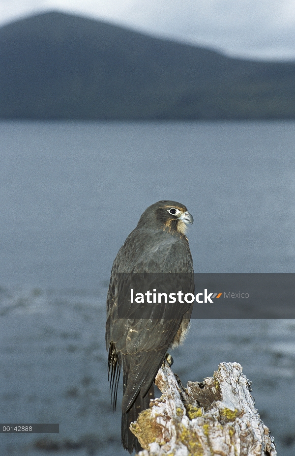 Forma de oscura Isla Sur de Nueva Zelanda halcón (Falco novaeseelandiae) en rata costera bosque, Car