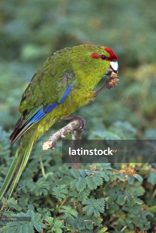 Perico de frente roja (Cyanoramphus novaezelandiae) comer bidibid semillas, isla de Enderby, grupo d