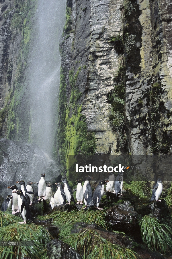 Pequeña colonia de anidación pingüino de penacho amarillo (Eudyptes chrysocome) en rocas en la base 