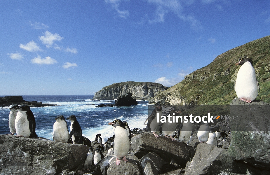 Colonia de anidación de pingüino de penacho amarillo (Eudyptes chrysocome) en boulder pendiente, Bah