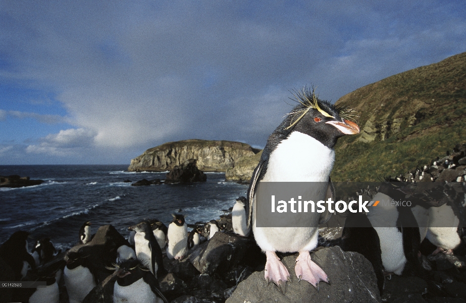 Colonia de anidación de pingüino de penacho amarillo (Eudyptes chrysocome) en boulder pendiente, Bah