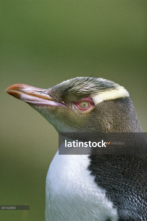 Amarillo-eyed Penguin (Megadyptes antipodes) retrato, Enderby islas, grupo de Auckland, Nueva Zeland