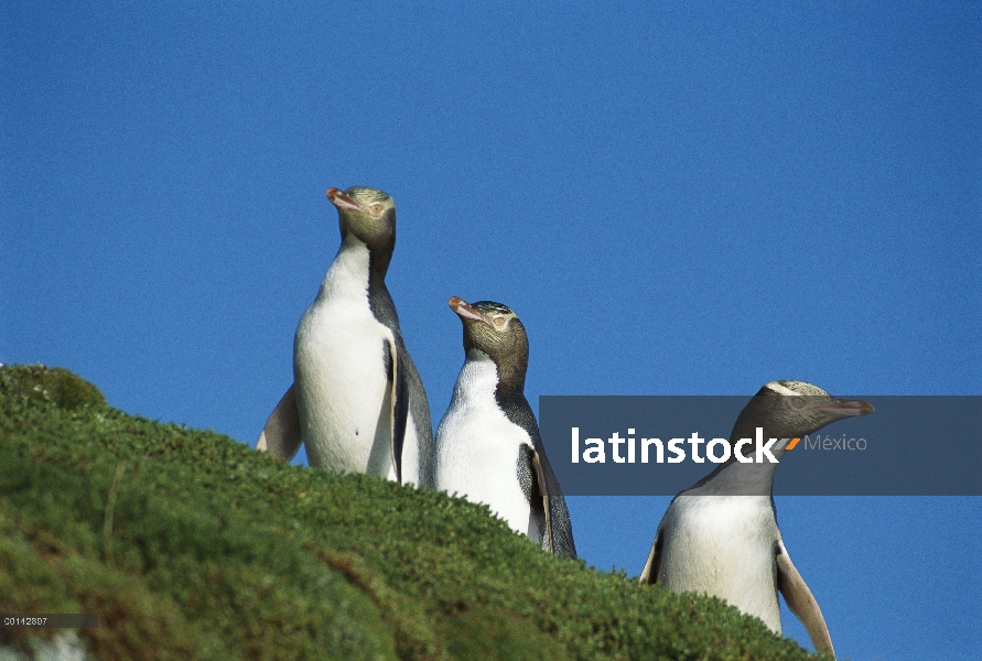 Ojos amarillos (Megadyptes antipodes) de Penguin group de tres desplazamientos a nidos ocultos en la