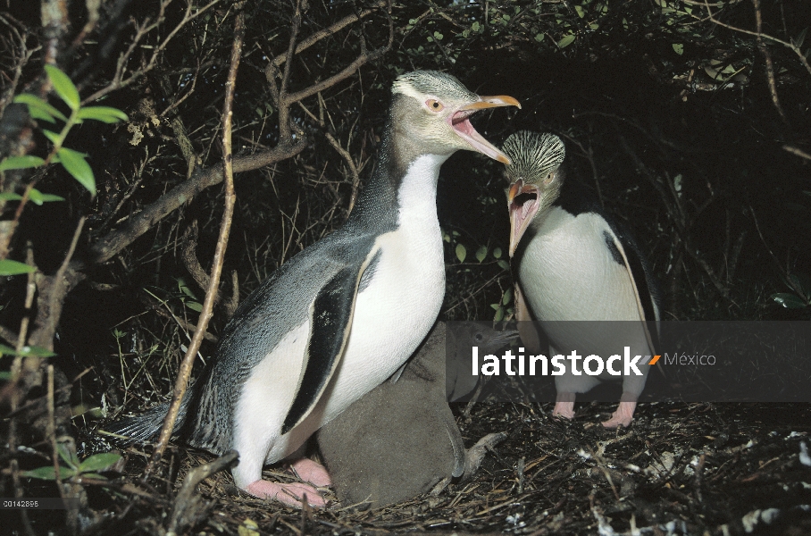 Par de pingüino (Megadyptes antipodes) de ojos amarillos saludándose cerca sitio nido de sotobosque 