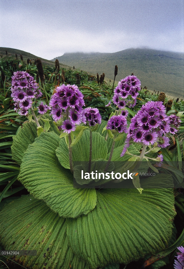 Margarita gigante (Pleurophyllum speciosum) en plena floración, isla de Campbell, Nueva Zelanda