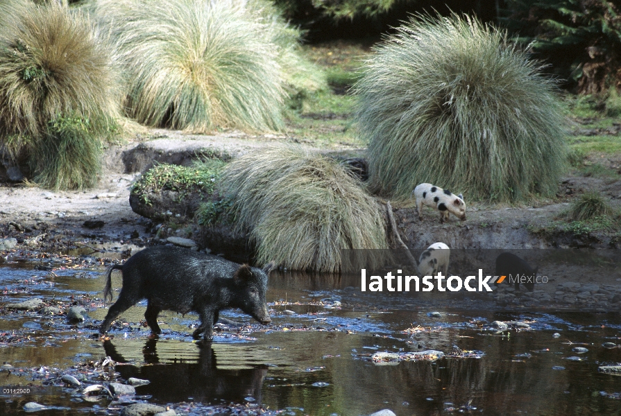 Cerdas de cerdo (Sus scrofa domesticus) salvajes con lechones, causa de graves daños ecológicos, Kek