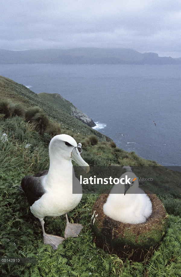 Padre de Albatros (Thalassarche steadi) tapón blanco con pollo en el caldo primario de las especies,