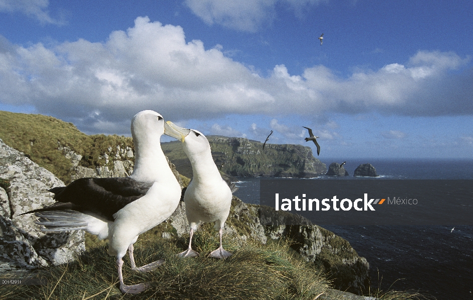 White-capped Albatros (Thalassarche steadi) par cortejar, del cabo del sudoeste, la isla de Auckland