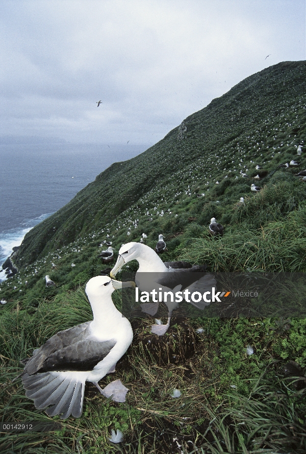 Pareja de Albatros (Thalassarche steadi) White-capped cortejo en tierra empanado primaria especies, 