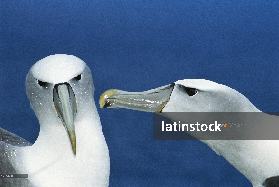 White-capped Albatros (Thalassarche steadi) par cortejar, del cabo del sudoeste, la isla de Auckland