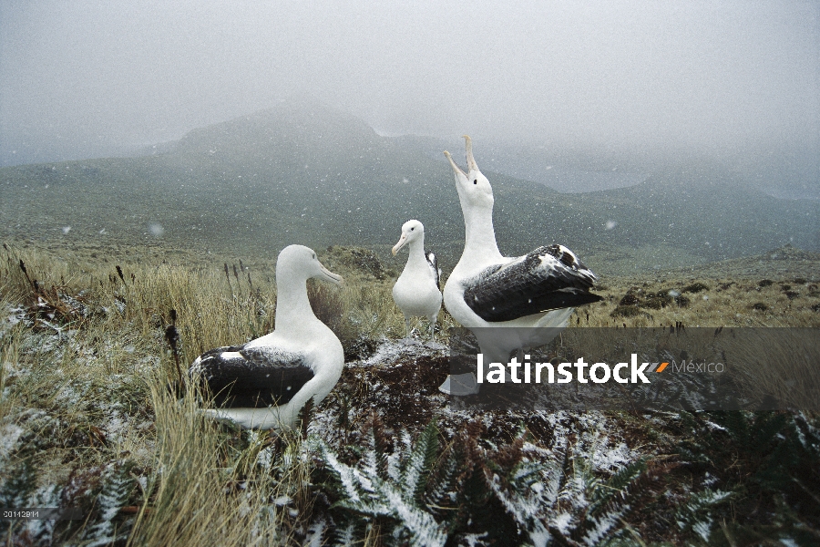 Sur Albatros real (Diomedea epomophora) cortejar en otoño nieve squall, canto de la Col, la isla Cam