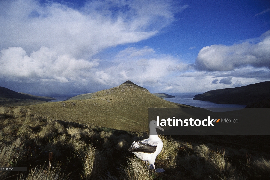 Sur Albatros real (Diomedea epomophora) con snow squall retrocediendo sobre Mt Lyall y puerto al nor