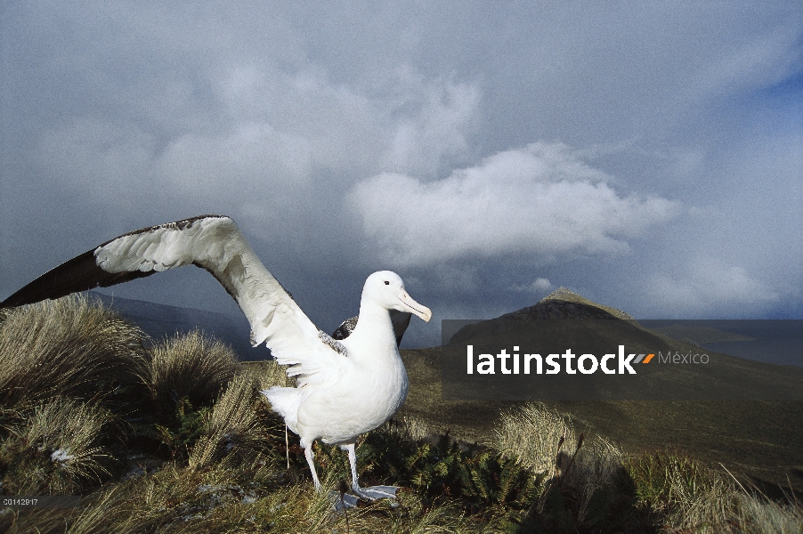 Sur Albatros real (Diomedea epomophora) con las alas extendidas, snow squall retrocediendo sobre Mt 