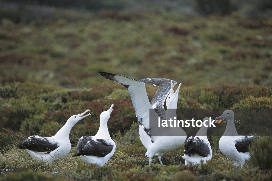 Grupo gamming de sur Albatros real (Diomedea epomophora) cortejar como parte de la selección de pare