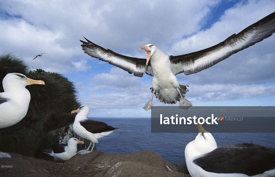 Campbell Albatros (Thalassarche impavida) llegando a tierra, Bull Rock cabo Colony, isla de Campbell