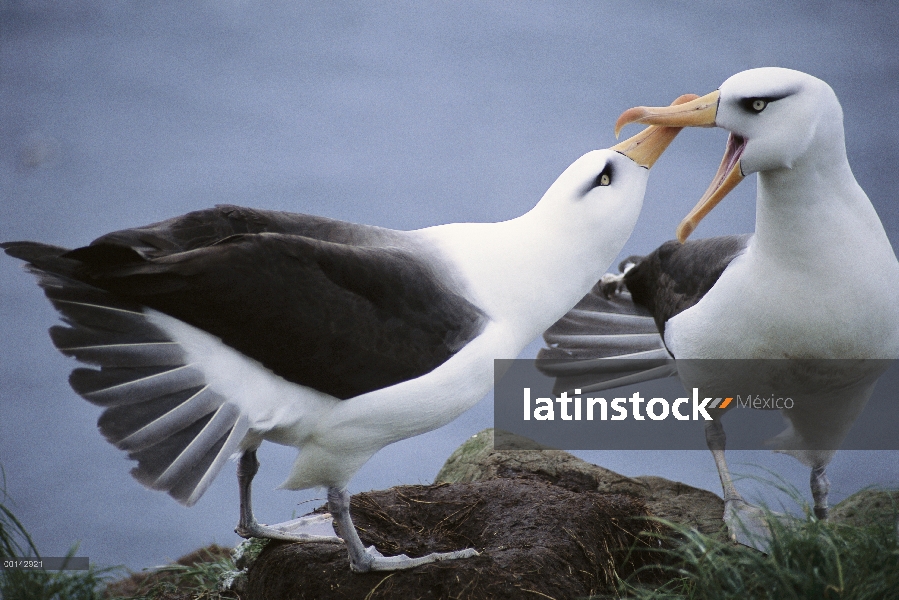 Danza de cortejo de Campbell Albatros (Thalassarche impavida) secuencia, Bull Rock North Cape Colony