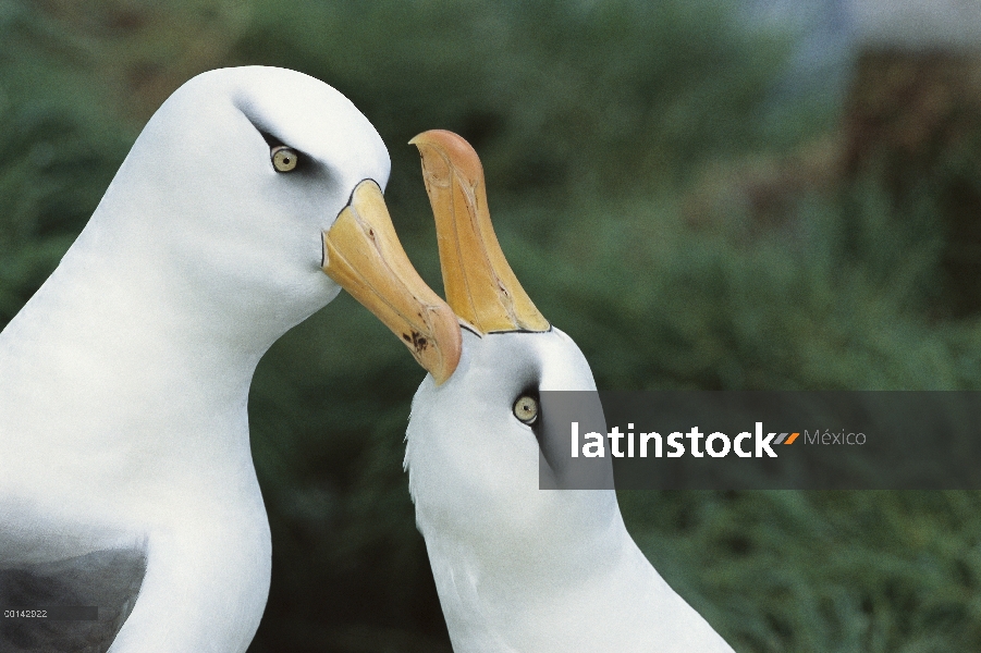 Danza de cortejo de Campbell Albatros (Thalassarche impavida) secuencia, Bull Rock North Cape Colony