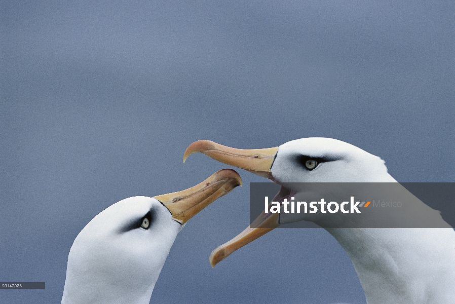 Danza de cortejo de Campbell Albatros (Thalassarche impavida) secuencia, Bull Rock North Cape Colony