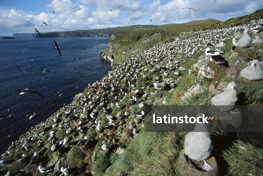 Colonia de Campbell Albatros (Thalassarche impavida) Toro roca del Cabo Norte, área de cría sólo est