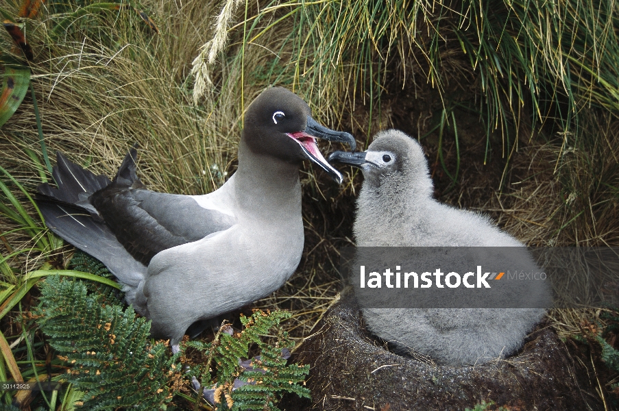 Pollo de Albatros (Phoebetria palpebrata) manto de luz alimentada por sus padres después de largos a