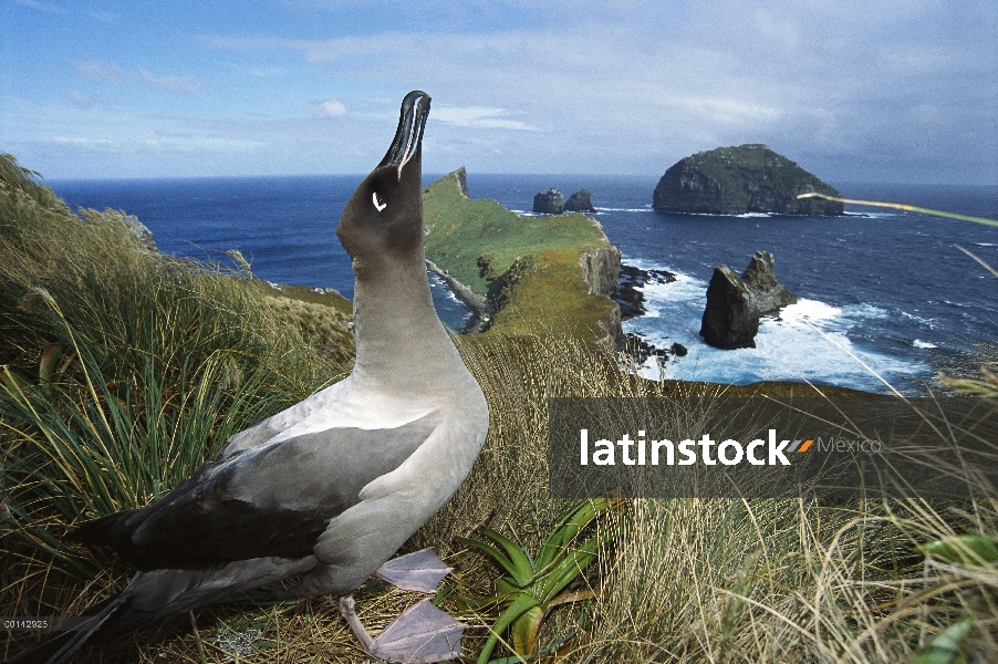 Llamar a Albatros manto de luz (Phoebetria palpebrata) emisión de cortejo hacia cielo, monumento pue