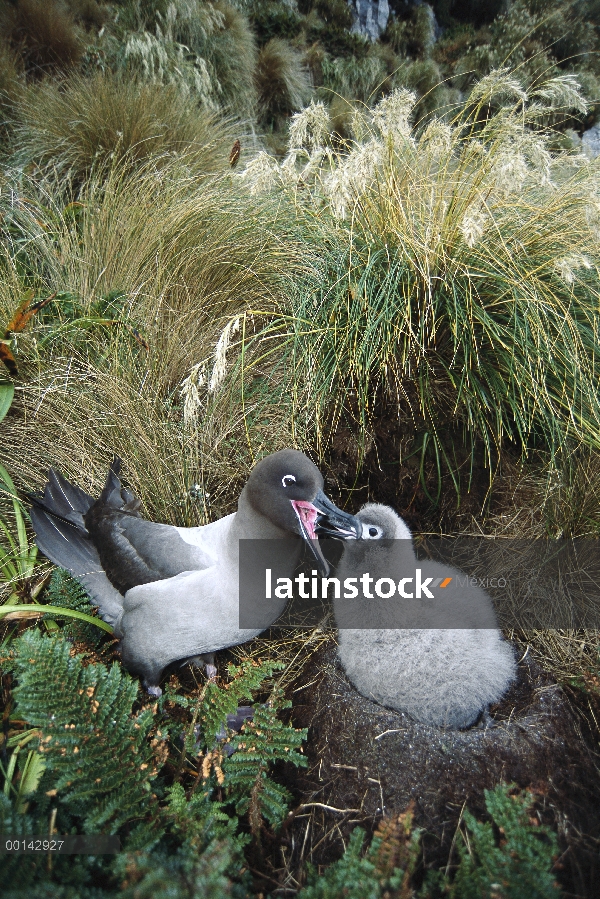 Pollo de Albatros (Phoebetria palpebrata) manto de luz alimentada por sus padres después de largos a