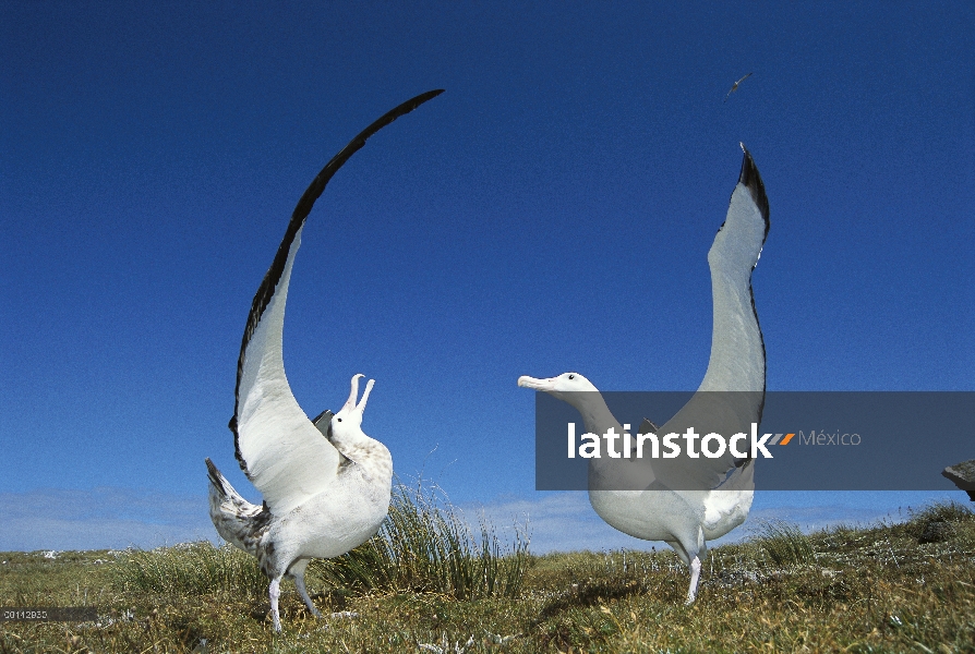 Cortejo de Albatros (Diomedea antipodensis) antípodo mostrar a menudo piruetas con las alas extendid