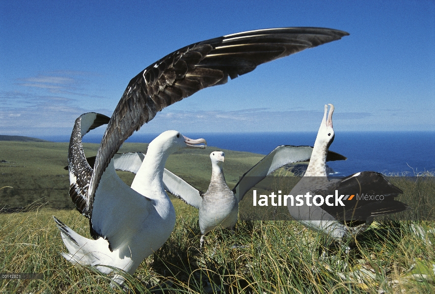 Cortejo de Albatros (Diomedea antipodensis) antípodo mostrar a menudo piruetas con las alas extendid