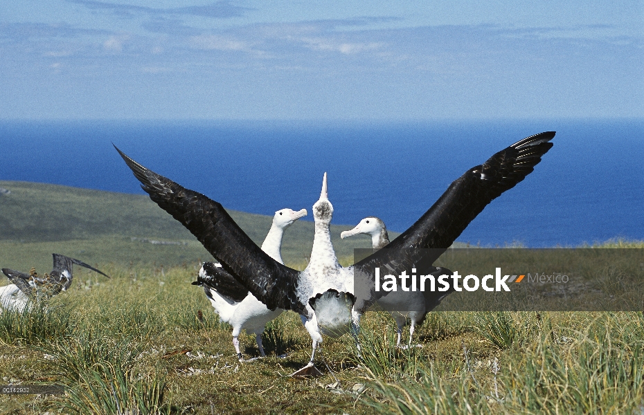 Cortejo de Albatros (Diomedea antipodensis) antípodo mostrar a menudo piruetas con las alas extendid