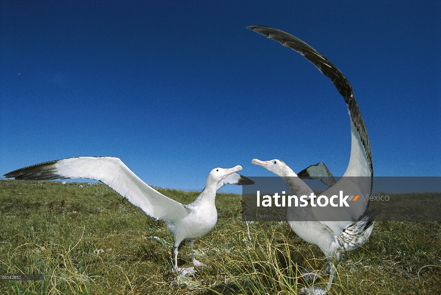 Cortejo de Albatros (Diomedea antipodensis) antípodo mostrar a menudo piruetas con las alas extendid