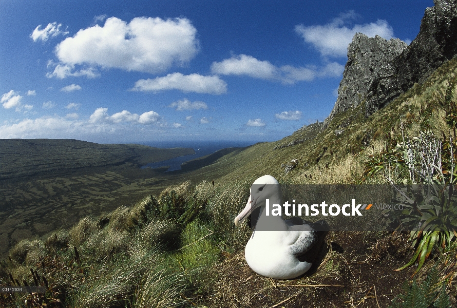 Sur Albatros real (Diomedea epomophora) sentado en el único huevo durante la incubación, Lyall Ridge