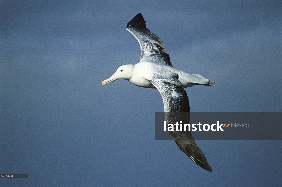 Sur Albatros real (Diomedea epomophora) vuelan, hasta a 35 metros de envergadura, la isla Campbell, 