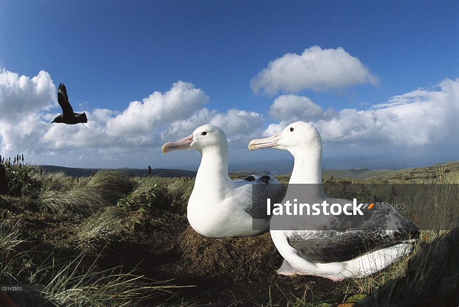 Par de Albatros real (Diomedea epomophora) sur pasar funciones durante 70 días incubación, Mt Lyall 